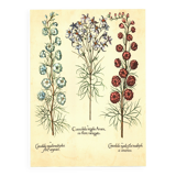 Old illustration 1959 - Maryland Spigelia. Botanical plate, flower.