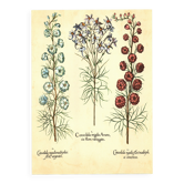 Illustration ancienne 1959 - Spigélie du Maryland. Planche botanique, fleur
