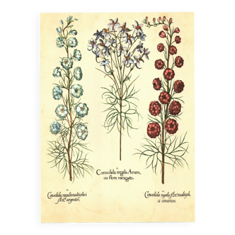 Old illustration 1959 - Maryland Spigelia. Botanical plate, flower.