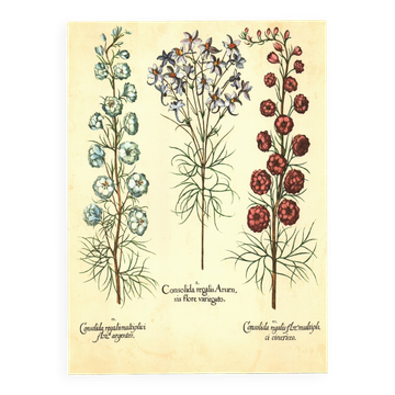 Old illustration 1959 - Maryland Spigelia. Botanical plate, flower.