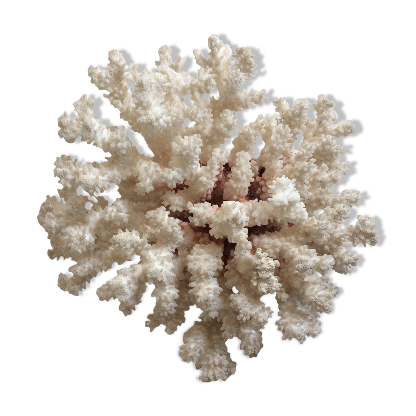 White coral