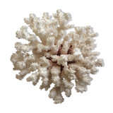 White coral
