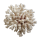 White coral