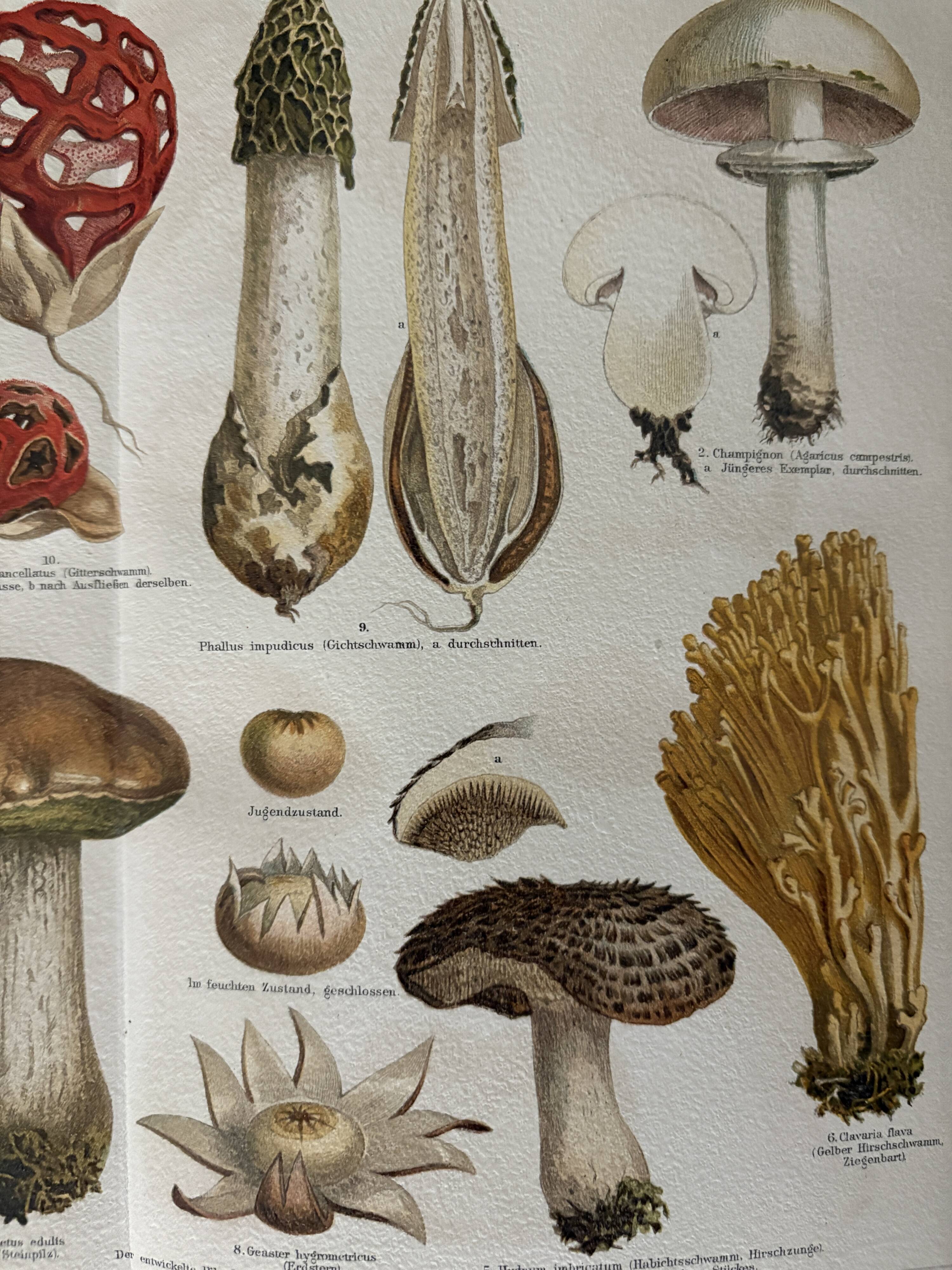 Lithograph engraving of mushrooms – 1890