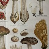 Lithographie gravure sur les champignons – 1890