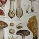 Lithographie gravure sur les champignons – 1890