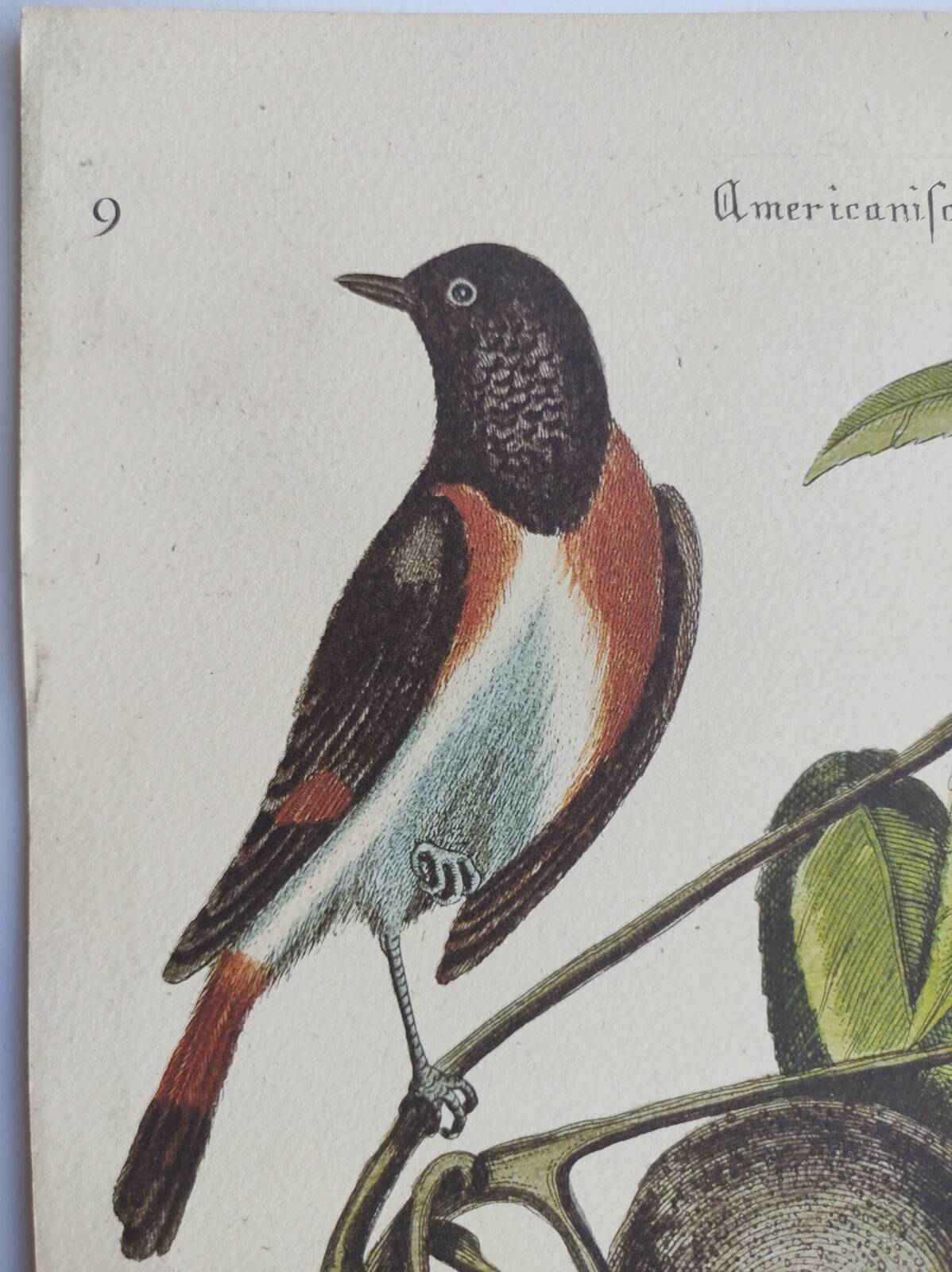 Gravure ancienne oiseau - Rossignol de muraille-  Planche zoologique de Seligmann & Catesby