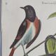 Gravure ancienne oiseau - Rossignol de muraille-  Planche zoologique de Seligmann & Catesby