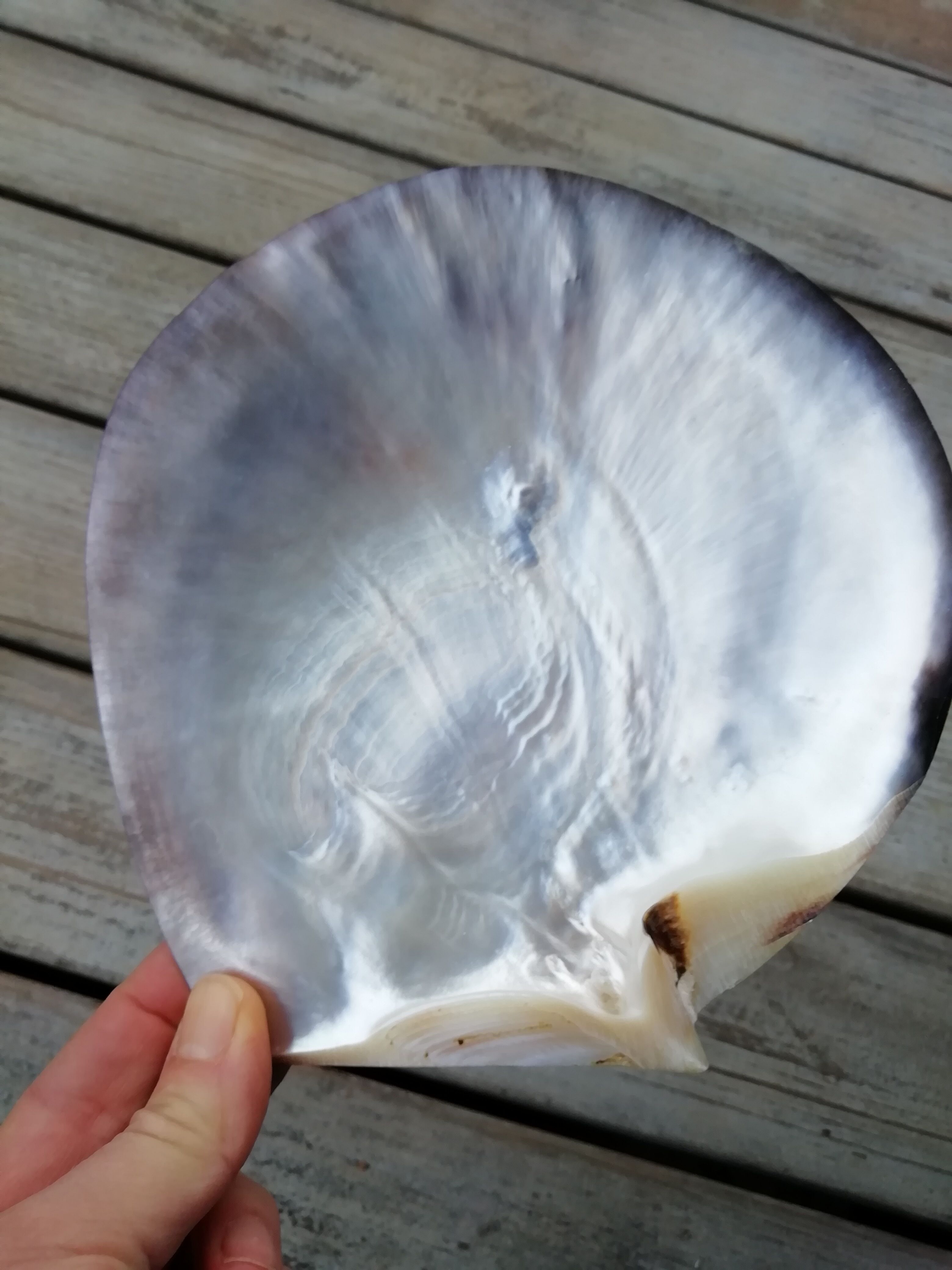 Mother-of-pearl shell