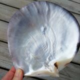 Mother-of-pearl shell