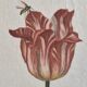 La Roche Laffitte (Born in 1943) - Watercolour drawing on silk - Tulip