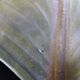 giant painted metal wall lamp Murano glass leaf design 63cm