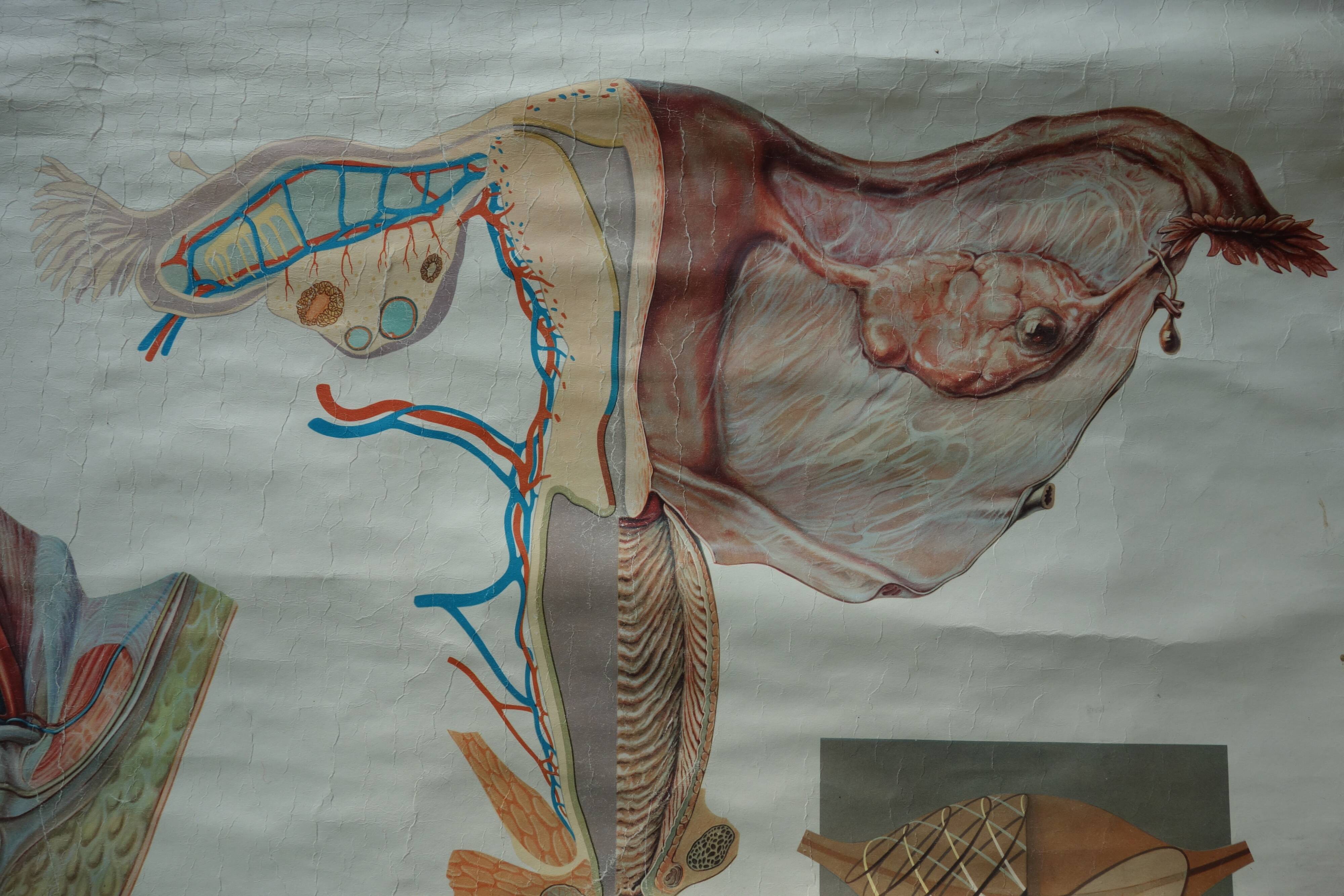 Ancient medical poster