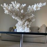 Corail blanc, années 70