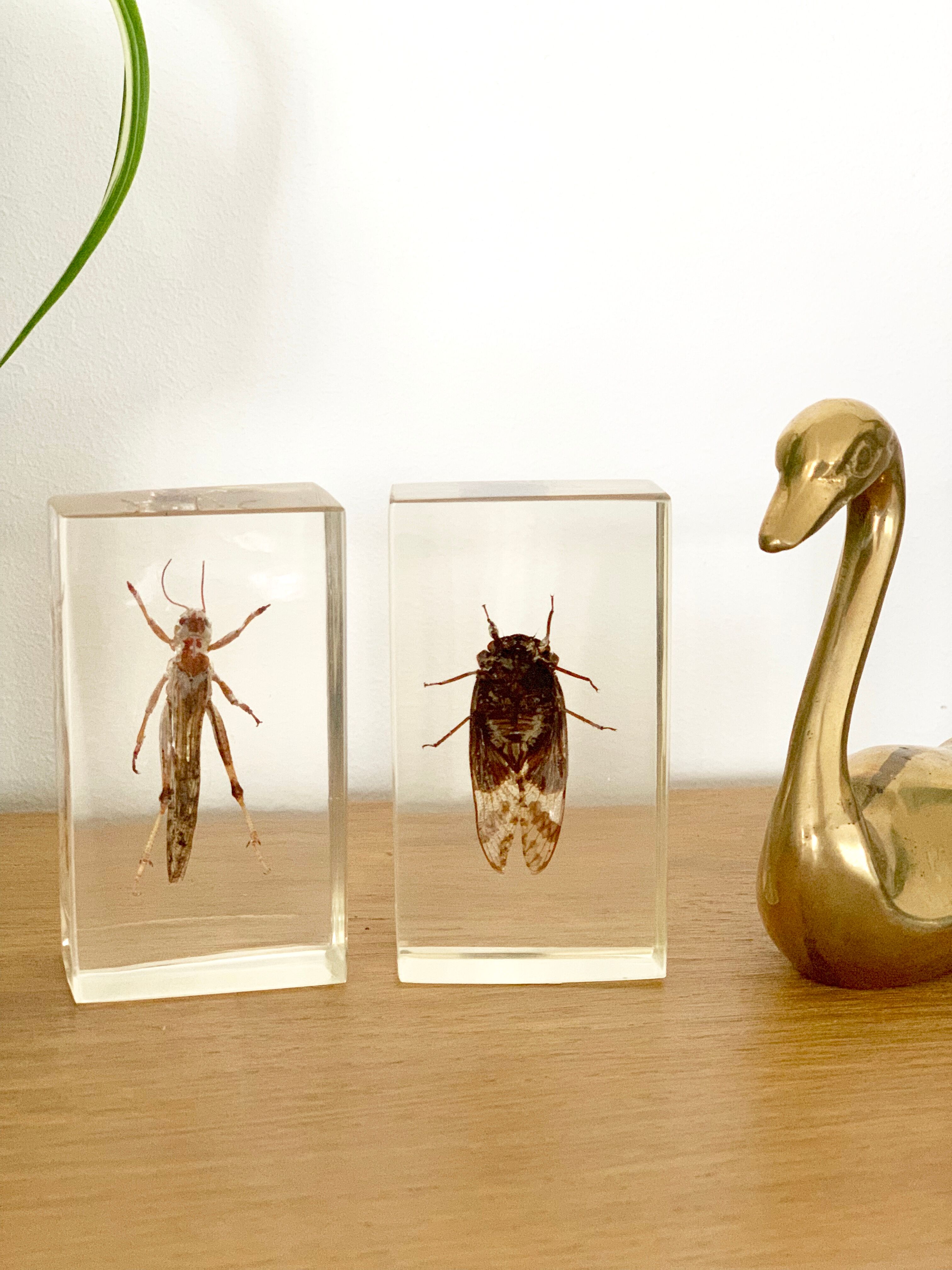 Insect duo under resin inclusion