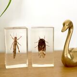 Insect duo under resin inclusion