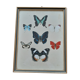 Cadre ancien papillons