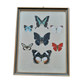 Ancient butterfly frame