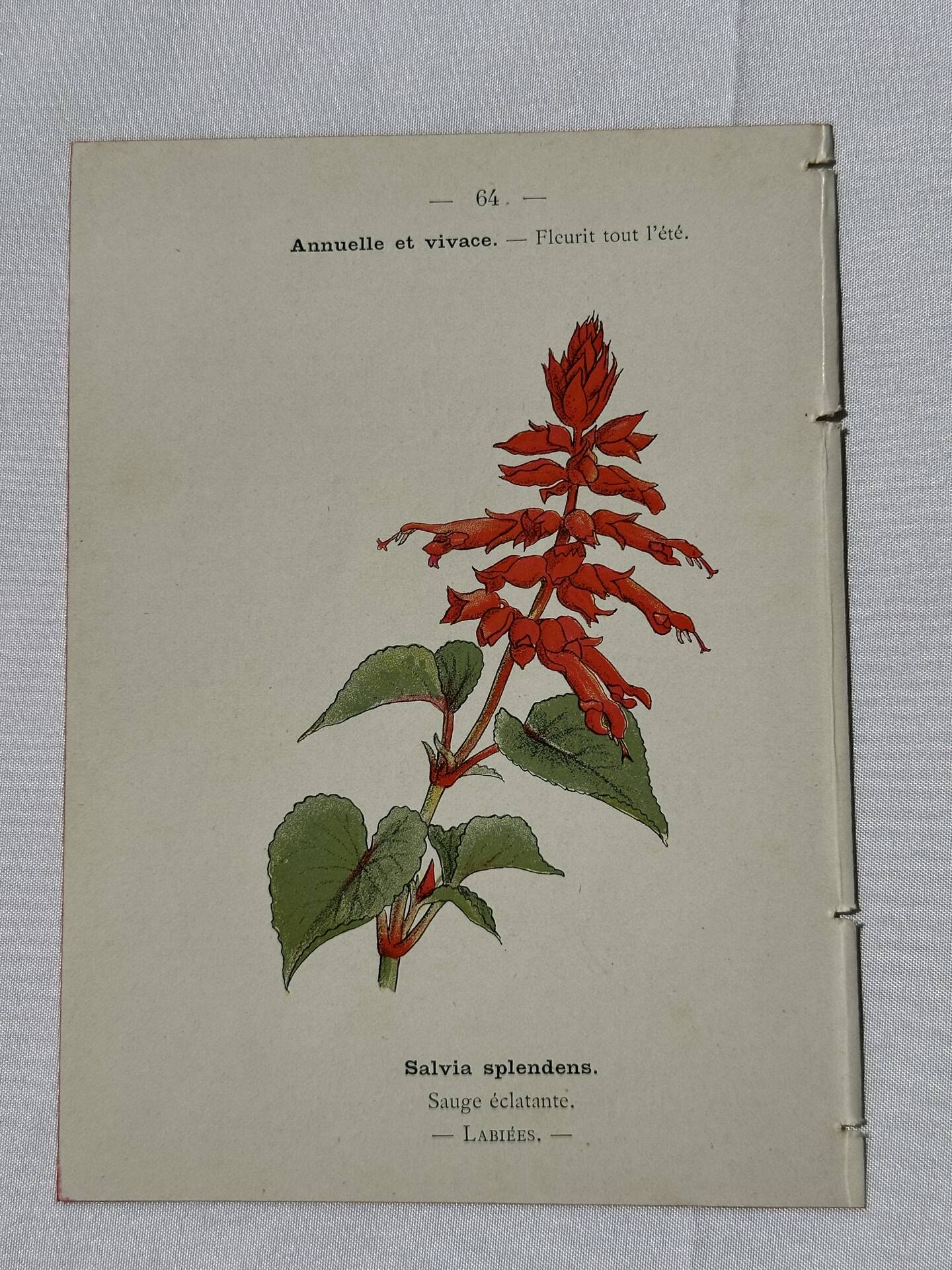 Botanical engraving Flower France double-sided coloured 1800