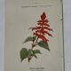 Botanical engraving Flower France double-sided coloured 1800