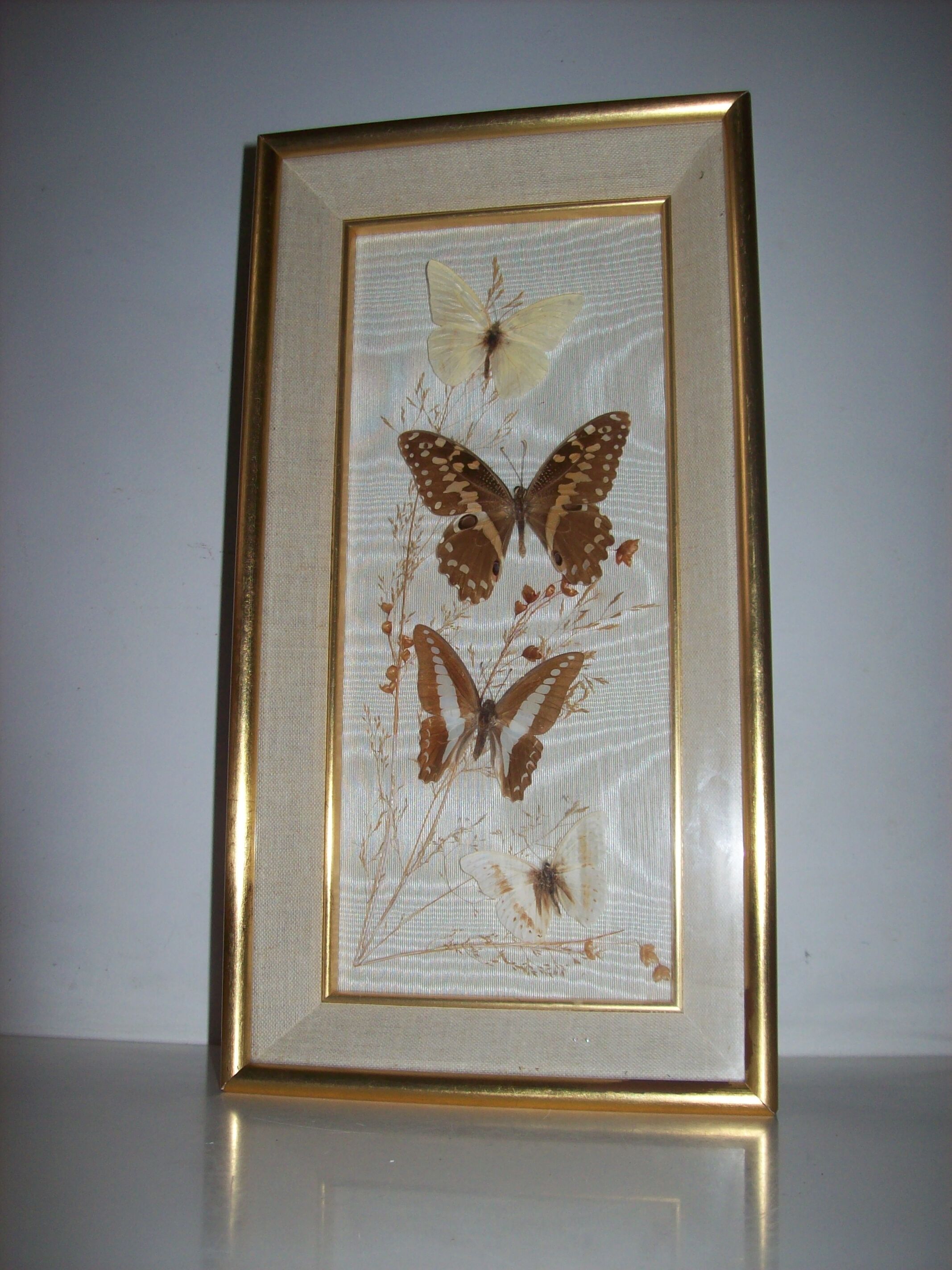 Butterfly stuffed under frame