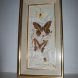Butterfly stuffed under frame