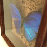 Papillon bleu encadré Morpho Menelaus Guyane cabinet de curiosité