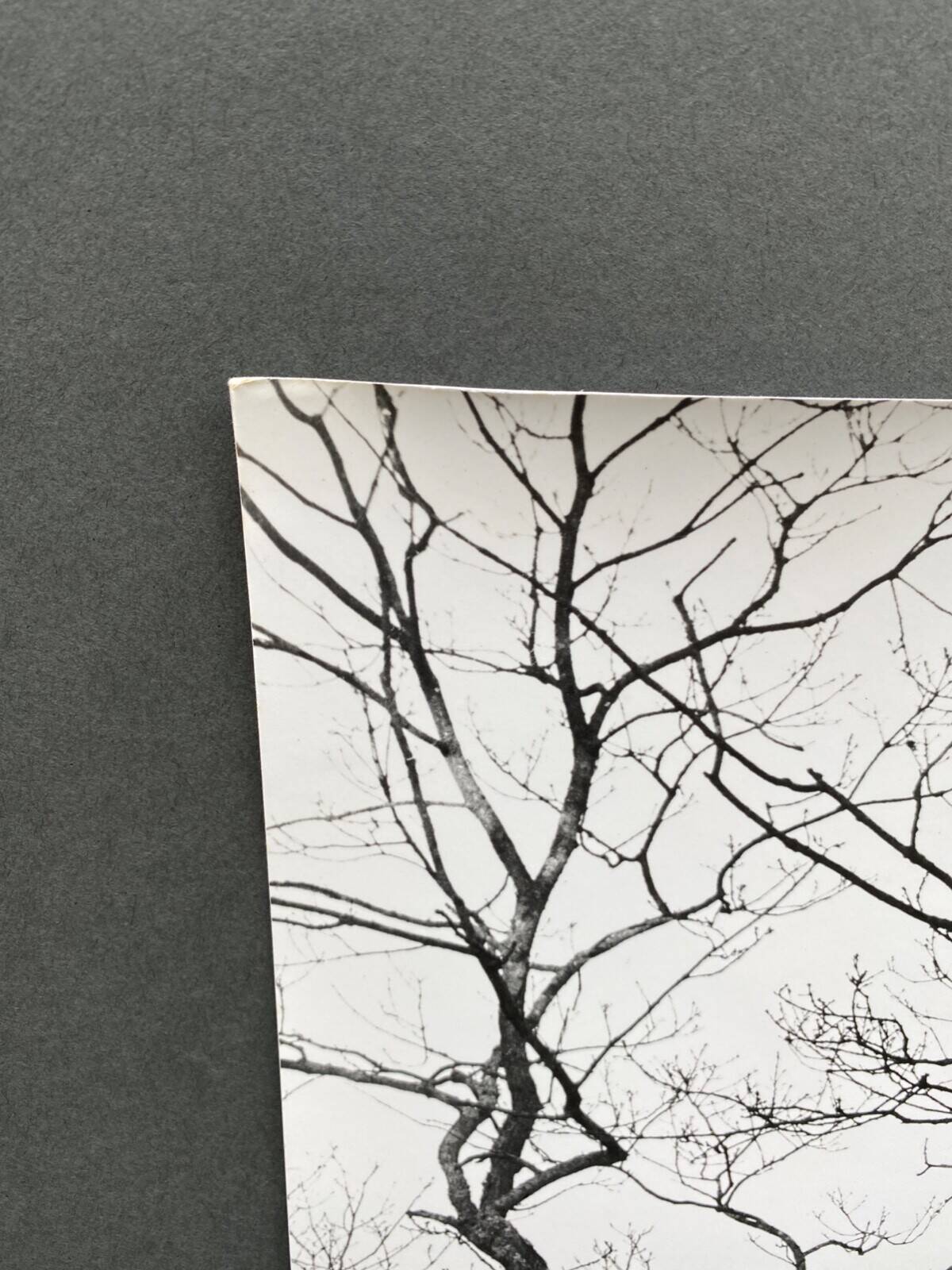 Silver gelatin photograph by Bernard Darot, Shrubs by the Water, 20th century
