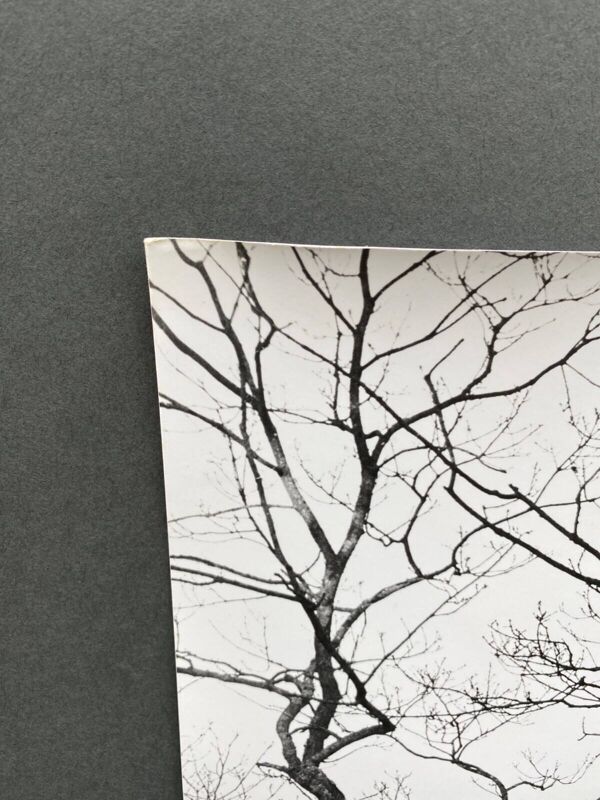 Photographie argentique Bernard Darot Arbustes au bord de l'eau XXe