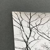 Silver gelatin photograph by Bernard Darot, Shrubs by the Water, 20th century