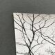 Silver gelatin photograph by Bernard Darot, Shrubs by the Water, 20th century