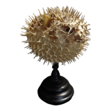 Cabinet of Curiosities naturalized fish diodon holocanthus on base