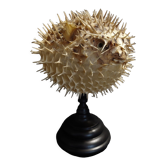 Cabinet of Curiosities naturalized fish diodon holocanthus on base