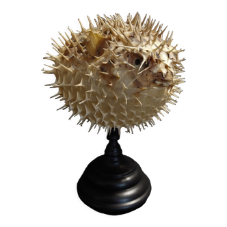 Cabinet of Curiosities naturalized fish diodon holocanthus on base
