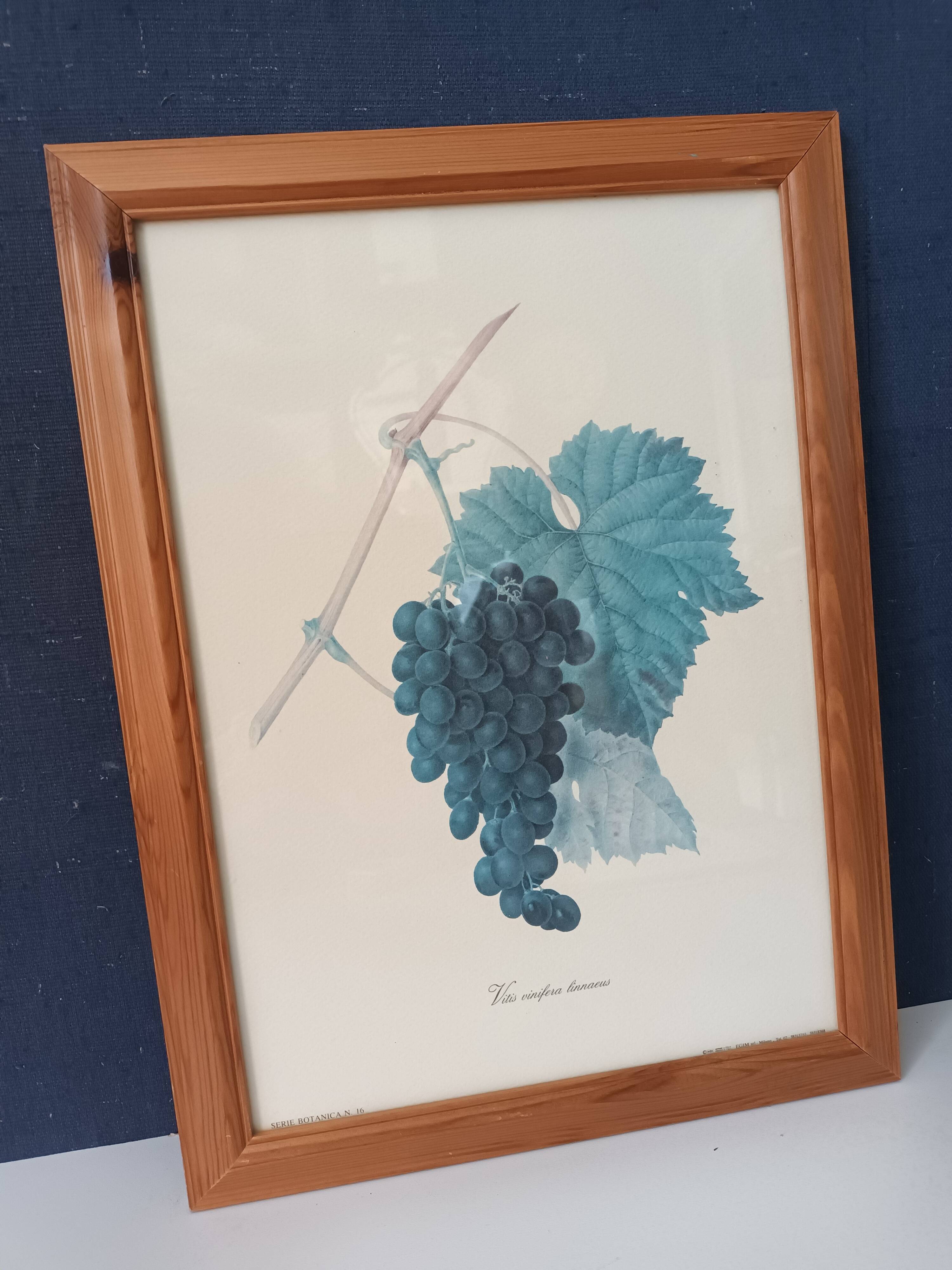 Botanical lithographs bunch of grapes