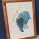 Botanical lithographs bunch of grapes