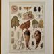 Lithographie sur les maladies et ennemis de la betterave de 1921