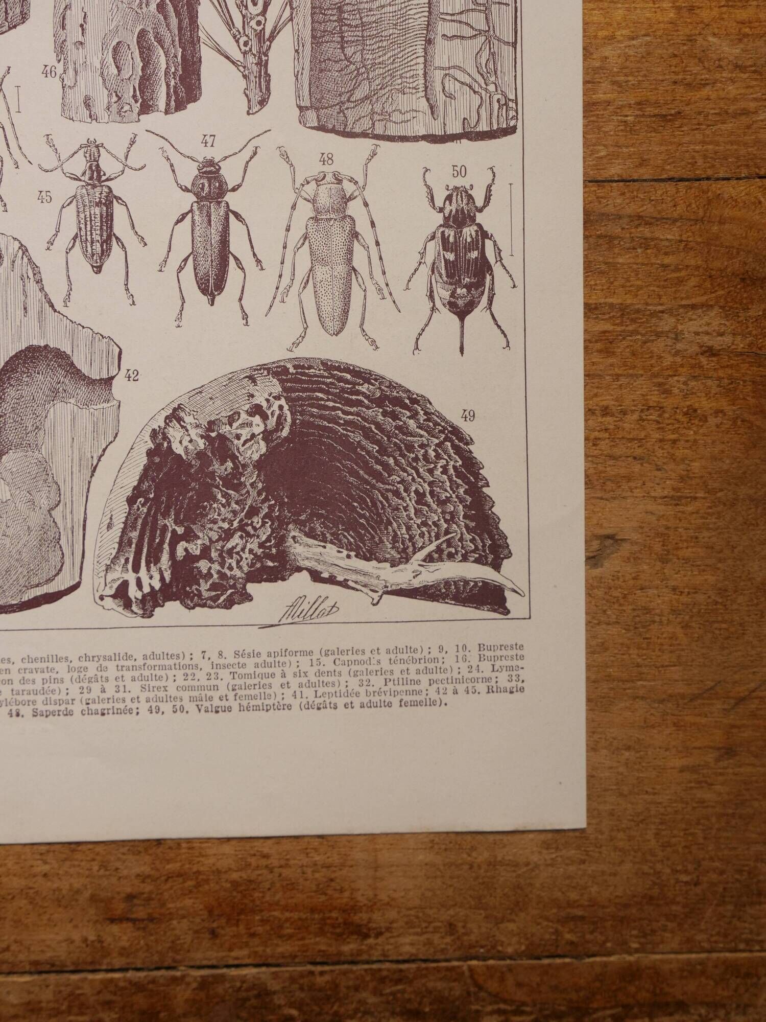 Original lithographs on trees