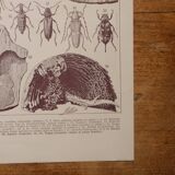 Original lithographs on trees