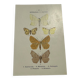 Botanical engraving butterflies double-sided naturalist plate Etching