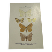 Botanical engraving butterflies double-sided naturalist plate Etching