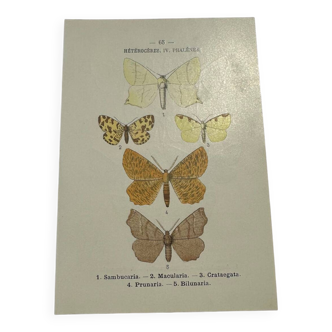 Gravure botanique papillons double face planche naturaliste Eau forte