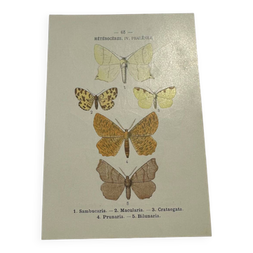 Botanical engraving butterflies double-sided naturalist plate Etching