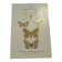 Botanical engraving butterflies double-sided naturalist plate Etching