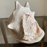 Shell horned helmet 23 cm