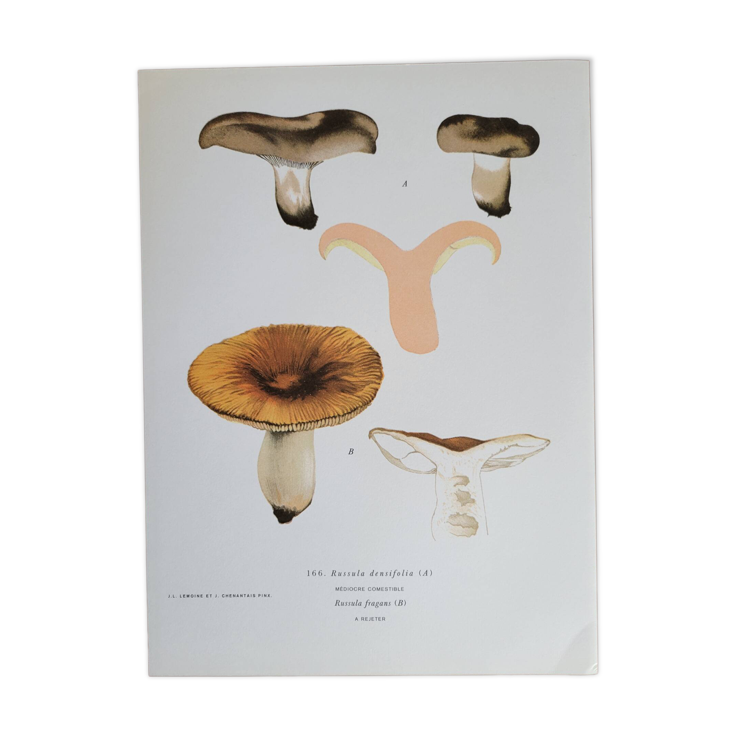 Botanical plate mushroom, 1960