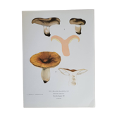 Planche botanique champignon, 1960