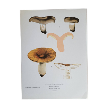 Botanical plate mushroom, 1960