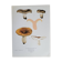Botanical plate mushroom, 1960