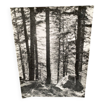 Silver gelatin photograph by Bernard Darot, Undergrowth and rocks, 20th century
